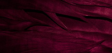 Kızıl Şahin tüyleri görünür detaylarla. arkaplan veya doku