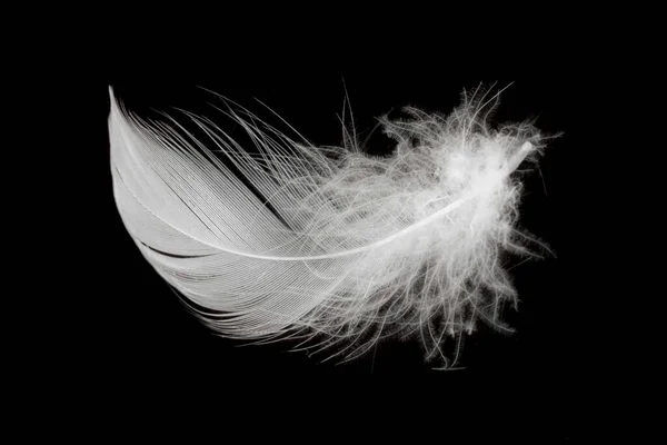 在黑色背景上孤立的白鸭羽毛 — 图库照片