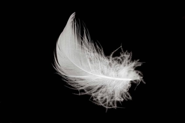 перья белой утки изолированы на черном фоне