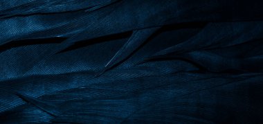 görünür detaylara sahip mavi tüyler, arkaplan veya doku