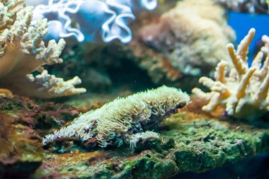 Mavi zemin üzerinde renkli balıklar olan mercan kayalıkları