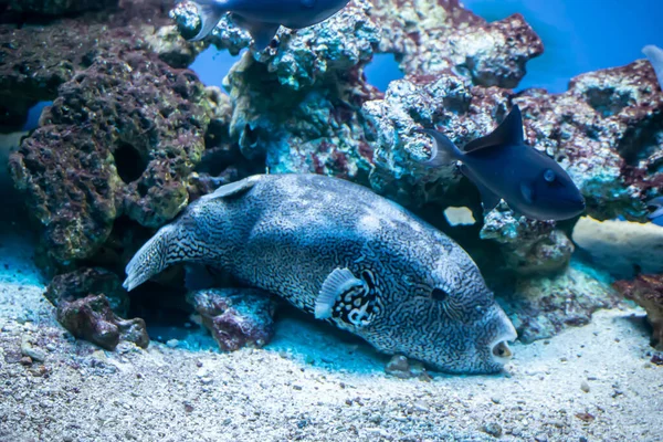 Korallenriff Mit Bunten Fischen Auf Blauem Hintergrund — Stockfoto