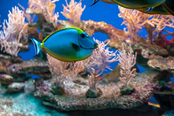 Korallenriff Mit Bunten Fischen Auf Blauem Hintergrund — Stockfoto