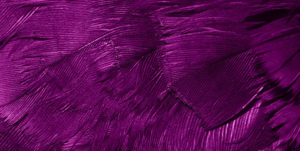 Macro Photo Violet Hen Feathers Background Textura — Stock Photo, Image