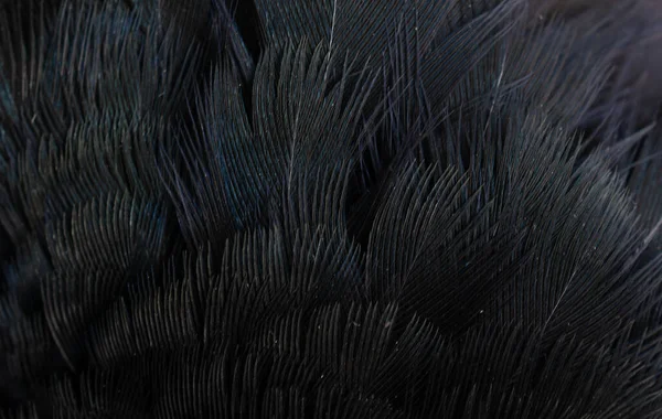 Macro Photo Black Feathers Background Textura — ストック写真