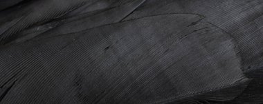 Siyah tüylerin makro fotoğrafı. arkaplan veya doku