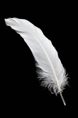 Siyah arka planda beyaz kaz tüyü