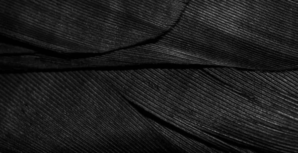 Makrofénykép Fekete Tollakról Háttér Vagy Textura — Stock Fotó