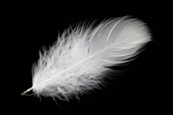 White Feather Goose Black Background — 스톡 사진