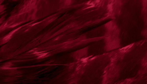 Vörös Sólyomtollak Látható Részletességgel Háttér Vagy Textúra — Stock Fotó