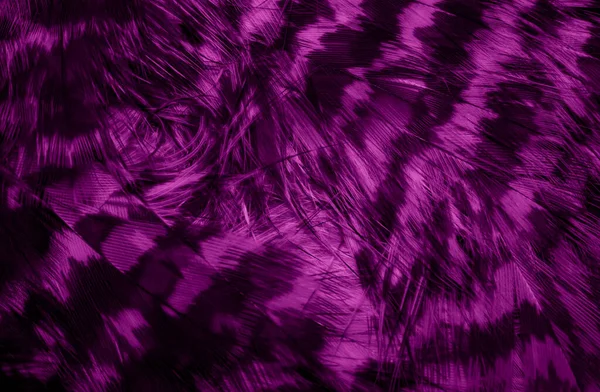 Фіолетове Яструбне Пір Помітними Деталями Фон Або Текстура — стокове фото