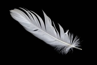 Siyah arka planda beyaz kaz tüyü