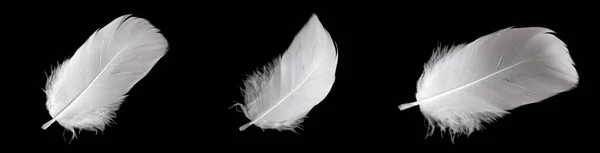 Siyah Arka Planda Beyaz Kaz Tüyü — Stok fotoğraf