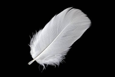 Siyah arka planda beyaz kaz tüyü