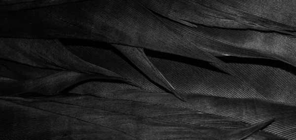 Siyah Tüylerin Makro Fotoğrafı Arkaplan Veya Doku — Stok fotoğraf