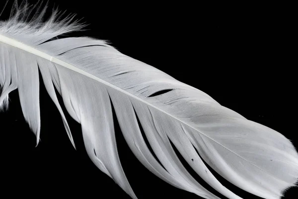 White Feather Goose Black Background — ストック写真