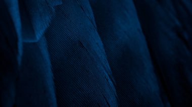 Mavi şahin tüyleri görünür detaylarla. arkaplan veya doku