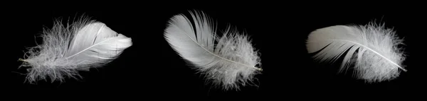 White Feather Goose Black Background — 스톡 사진