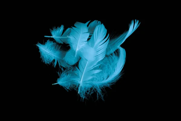 Blue Feather Goose Black Background —  Fotos de Stock