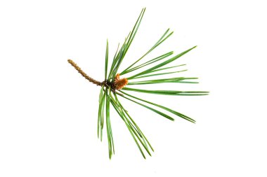 Beyaz izole bir arka planda bahar çamı