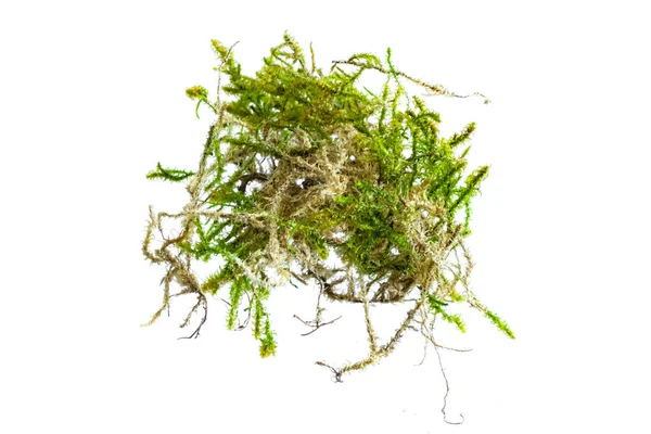 İzole edilmiş beyaz arkaplanda yeşil yosun