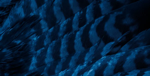 Mavi şahin tüyleri görünür detaylarla. arkaplan veya doku