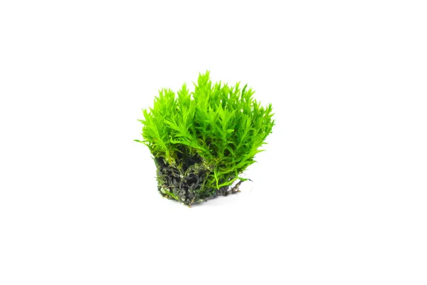 Green Moss White Isolated Background — Stock Photo, Image