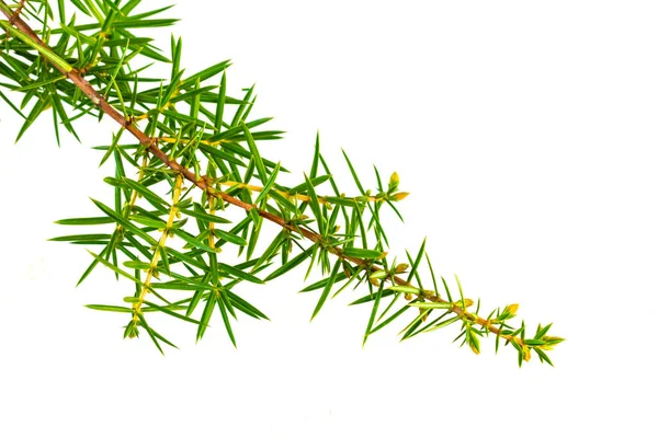 Beyaz izole bir arkaplanda ardıç dalları