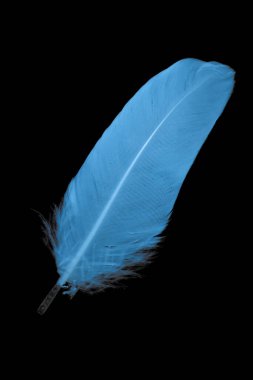 Siyah arka planda bir kazın mavi tüyü