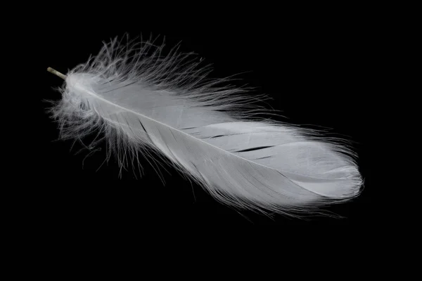 White Feather Goose Black Background — ストック写真