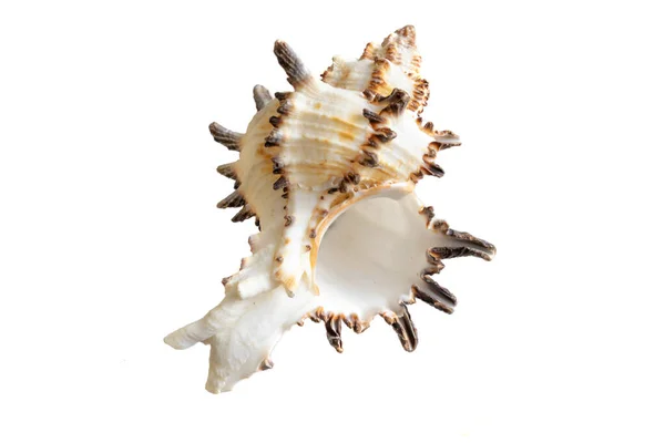 Shell Sea Snail White Background — Stock Photo, Image