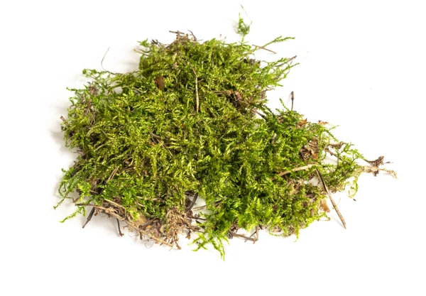 İzole edilmiş beyaz arkaplanda yeşil yosun