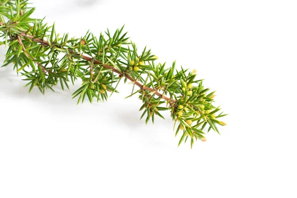 Beyaz izole bir arkaplanda ardıç dalları