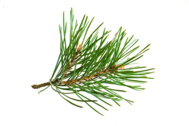 Beyaz izole bir arka planda bahar çamı