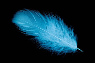 Siyah arkaplanda mavi kaz tüyü