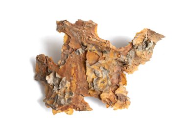 Beyaz izole bir arkaplanda çam kabuğu