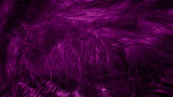 Фіолетове Яструбне Пір Помітними Деталями Фон Або Текстура — стокове фото