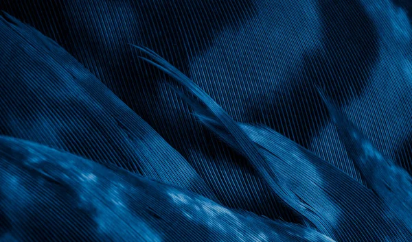 Mavi şahin tüyleri görünür detaylarla. arkaplan veya doku