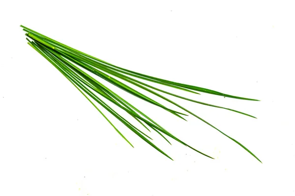 Blades Grass White Isolated Background — 스톡 사진