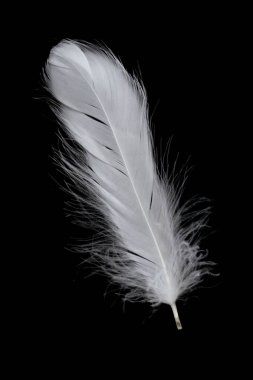 Siyah arka planda beyaz kaz tüyü