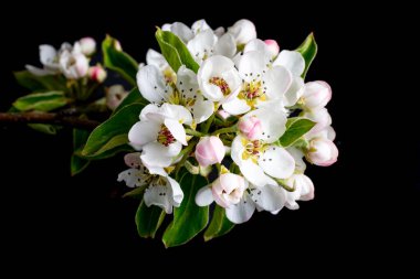 Siyah izole bir arkaplanda beyaz elma çiçekleri açar