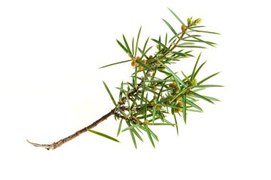 Beyaz izole bir arkaplanda ardıç dalları