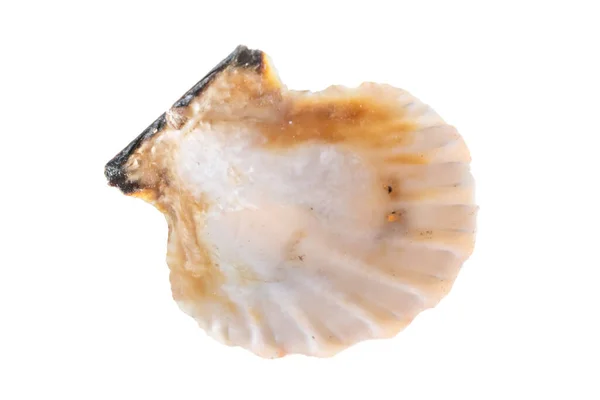 Muschel Einer Meeresschnecke Auf Weißem Hintergrund — Stockfoto
