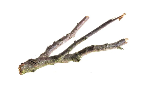 Withered Twig White Isolated Background — Fotografia de Stock