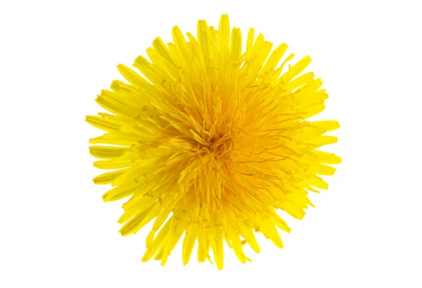 Yellow Flower Dandelion White Isolated Background —  Fotos de Stock