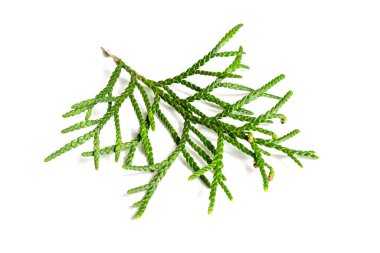 İzole edilmiş beyaz bir arka planda bir haydut dalı