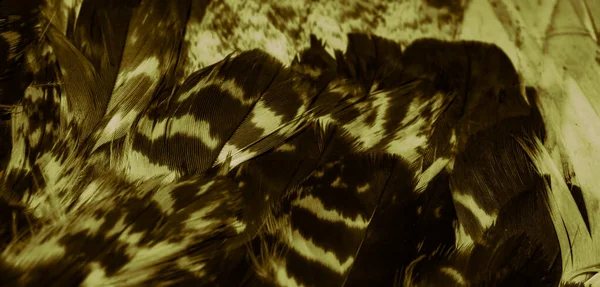 Altın Şahin tüyleri görünür detaylarla. arkaplan veya doku