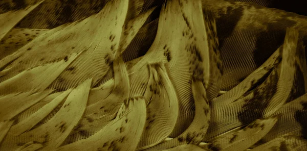 golden hawk feathers with visible detail. background or texture