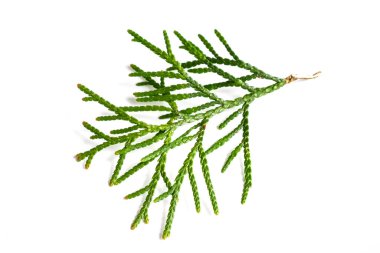 İzole edilmiş beyaz bir arka planda bir haydut dalı