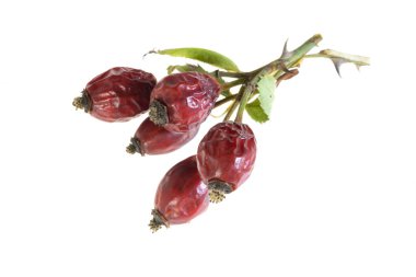 Beyaz izole arkaplanda kurumuş gül kalçası